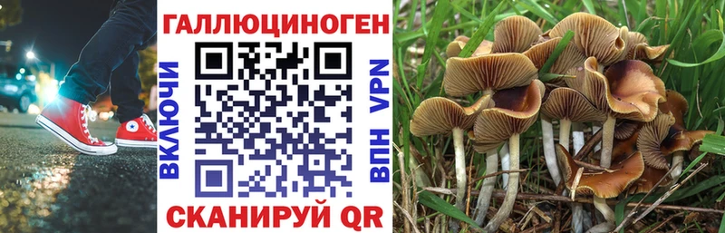 Псилоцибиновые грибы Psilocybe  как найти наркотики  Иркутск 